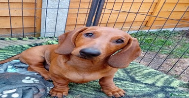 Dachshund dogs - Advert 11