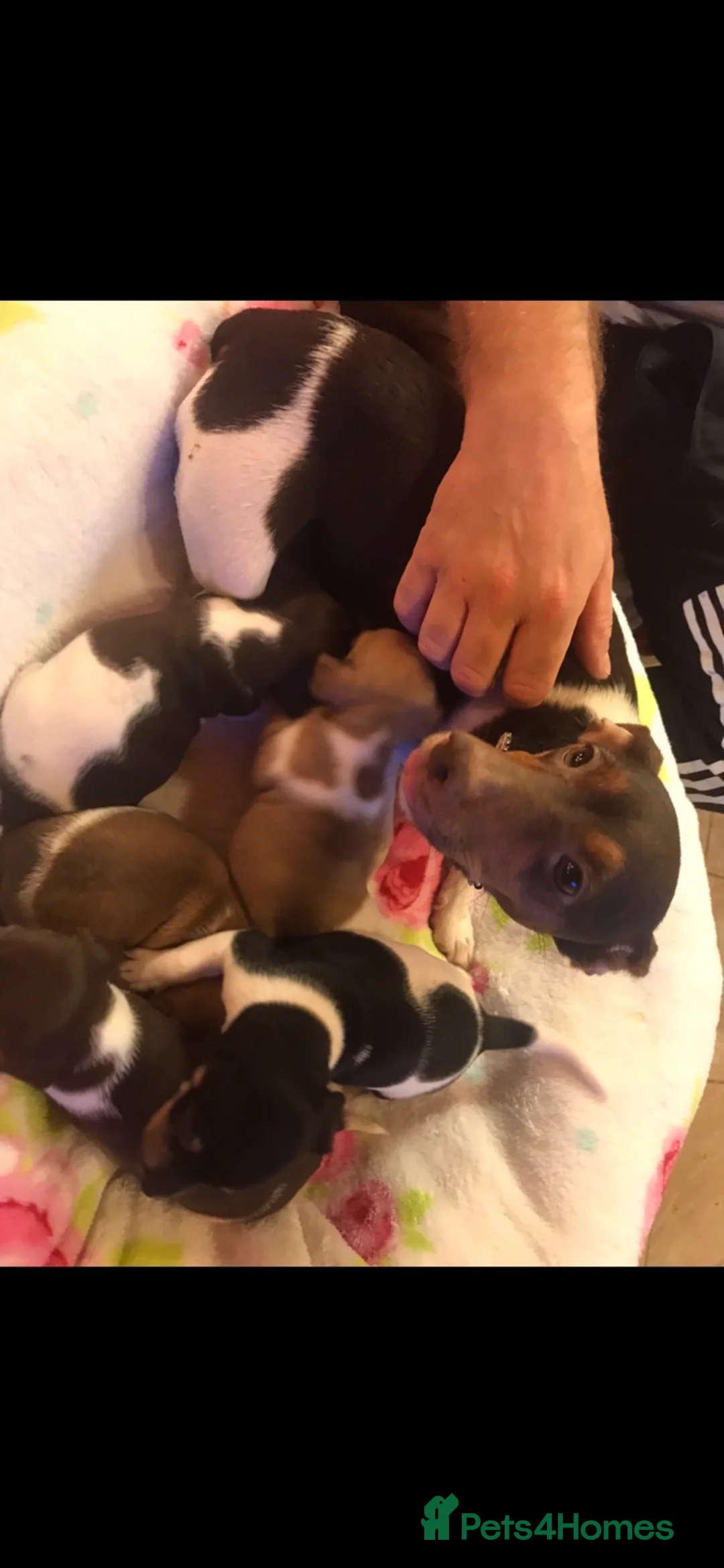 Jack Russell dogs for sale: Jack Russell puppies ready now - Advert 5