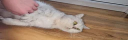 British Shorthair cats for sale: Beautiful Silver British Shorthair - Advert 10