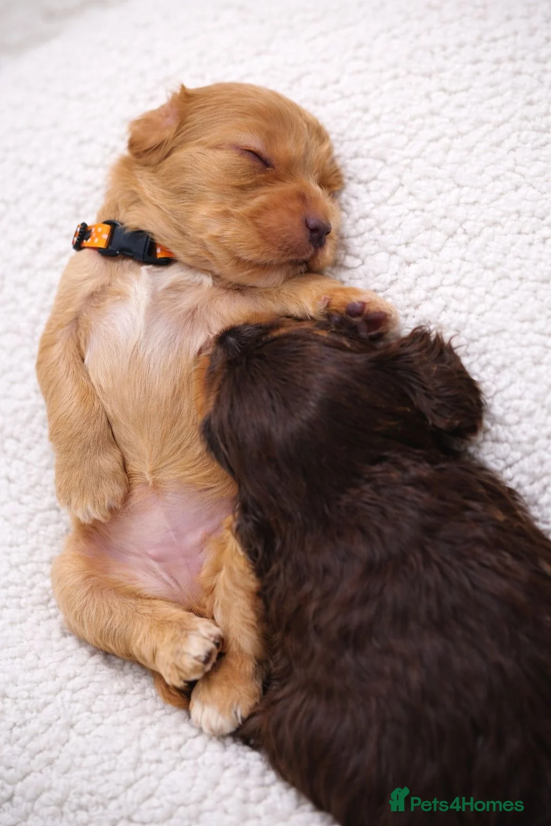 Cocker Spaniel dogs for sale: Show Cocker Spaniel - Advert 8