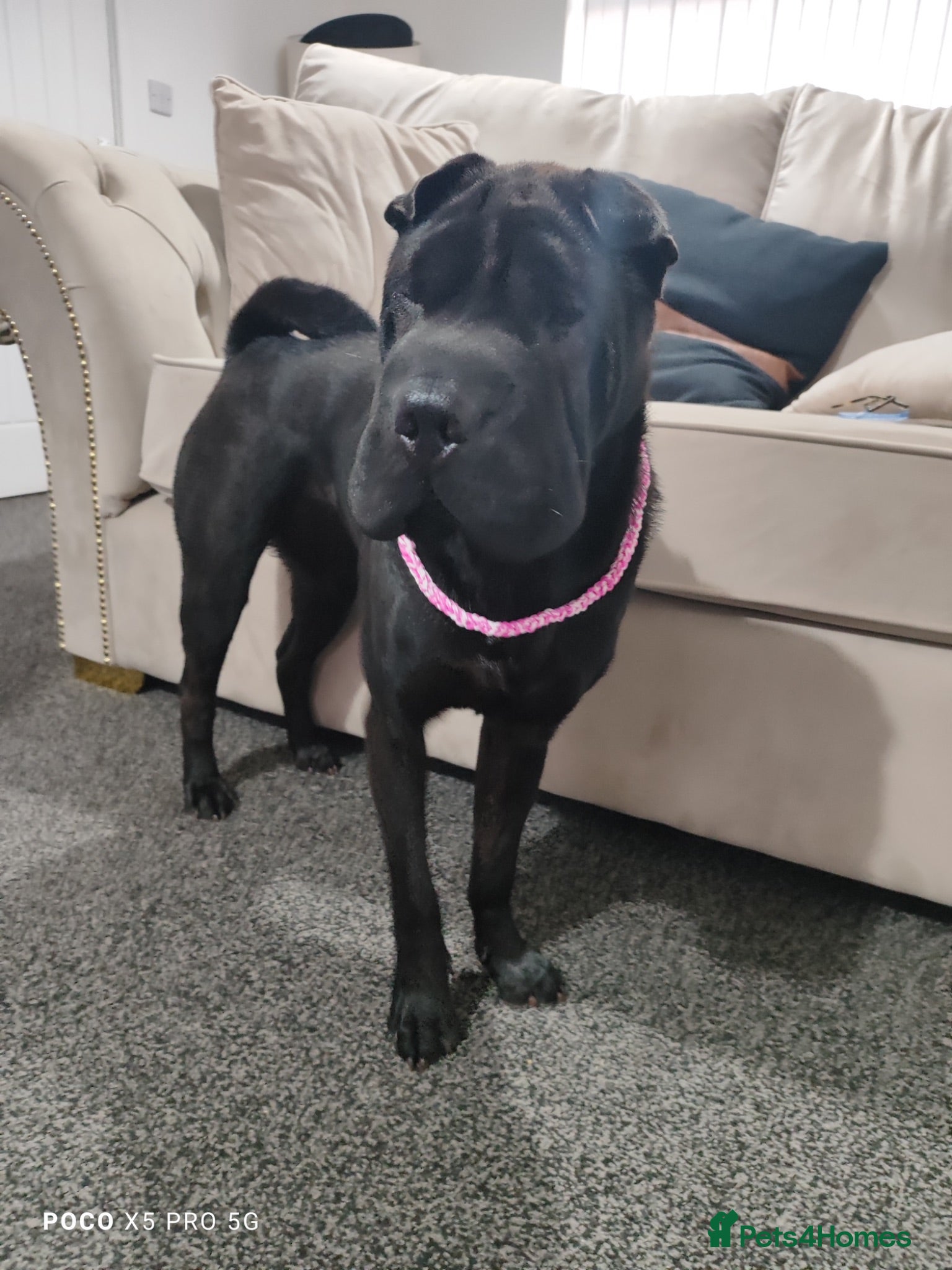 Shar Pei dogs Beautiful 2-Year-Old Female Shar Pei  - Advert 1
