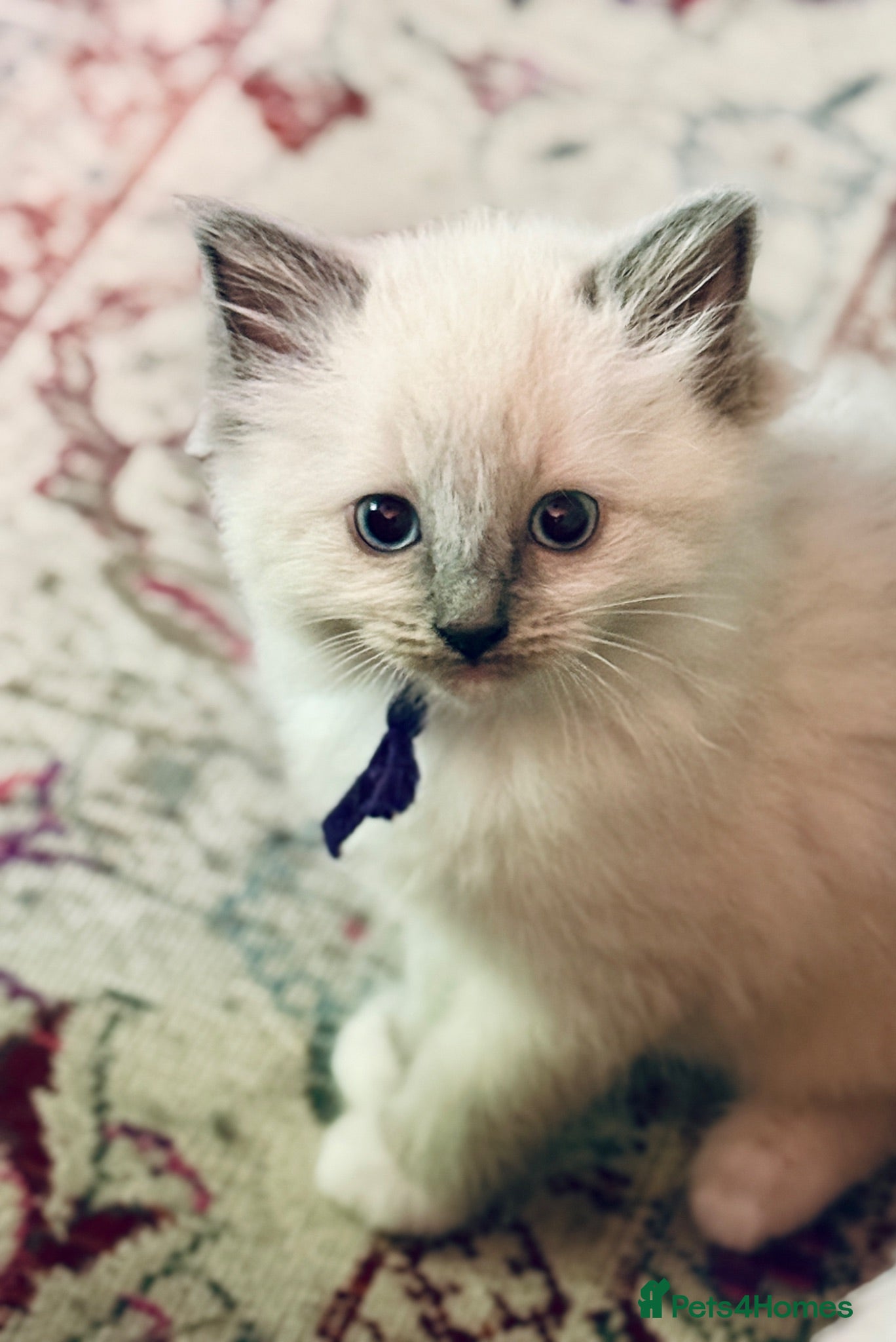 Ragdoll cats READY NOW Blue Point purebred Ragdoll Kittens - Advert 1