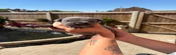 Cane Corso dogs for sale: 10 stunning purebred cane corse puppies  in Canterbury - Advert 31