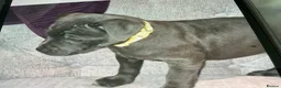 Staffordshire Bull Terrier dogs for sale: Small blue staffs in Liverpool - Advert 2