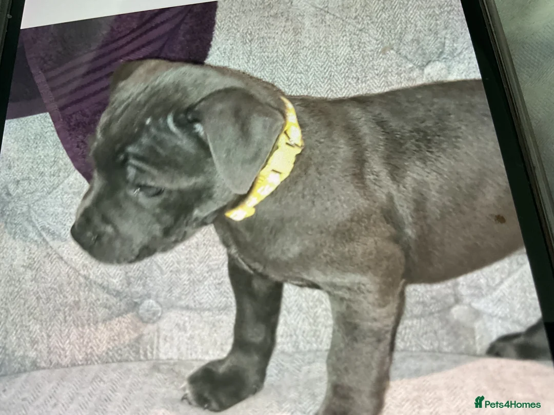 Staffordshire Bull Terrier dogs for sale: Small blue staffs in Liverpool - Advert 2