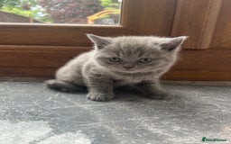 British Shorthair cats for sale: Beautiful British Shorthair Kittens  | From £500 - Image 6
