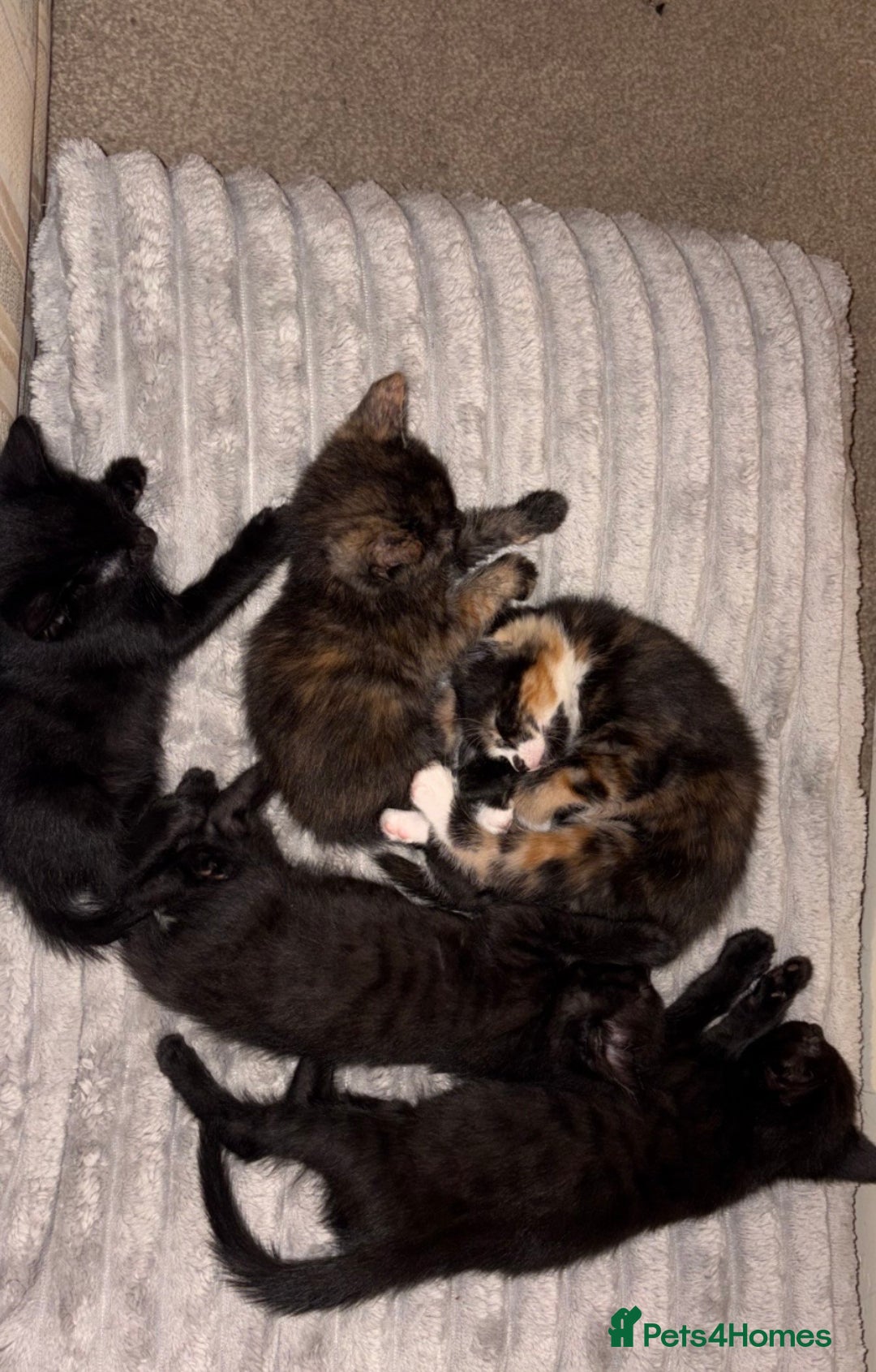 Mixed Breed cats for sale: Stunning Calico Kitten - Advert 5