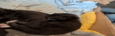 Mixed Breed Kitten 4