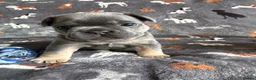 French Bulldog dogs for sale: French bulldog puppies.  in Glasgow - Advert 9