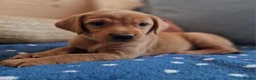 Springador dogs for sale: Wonderful Springador Puppies  - Advert 13
