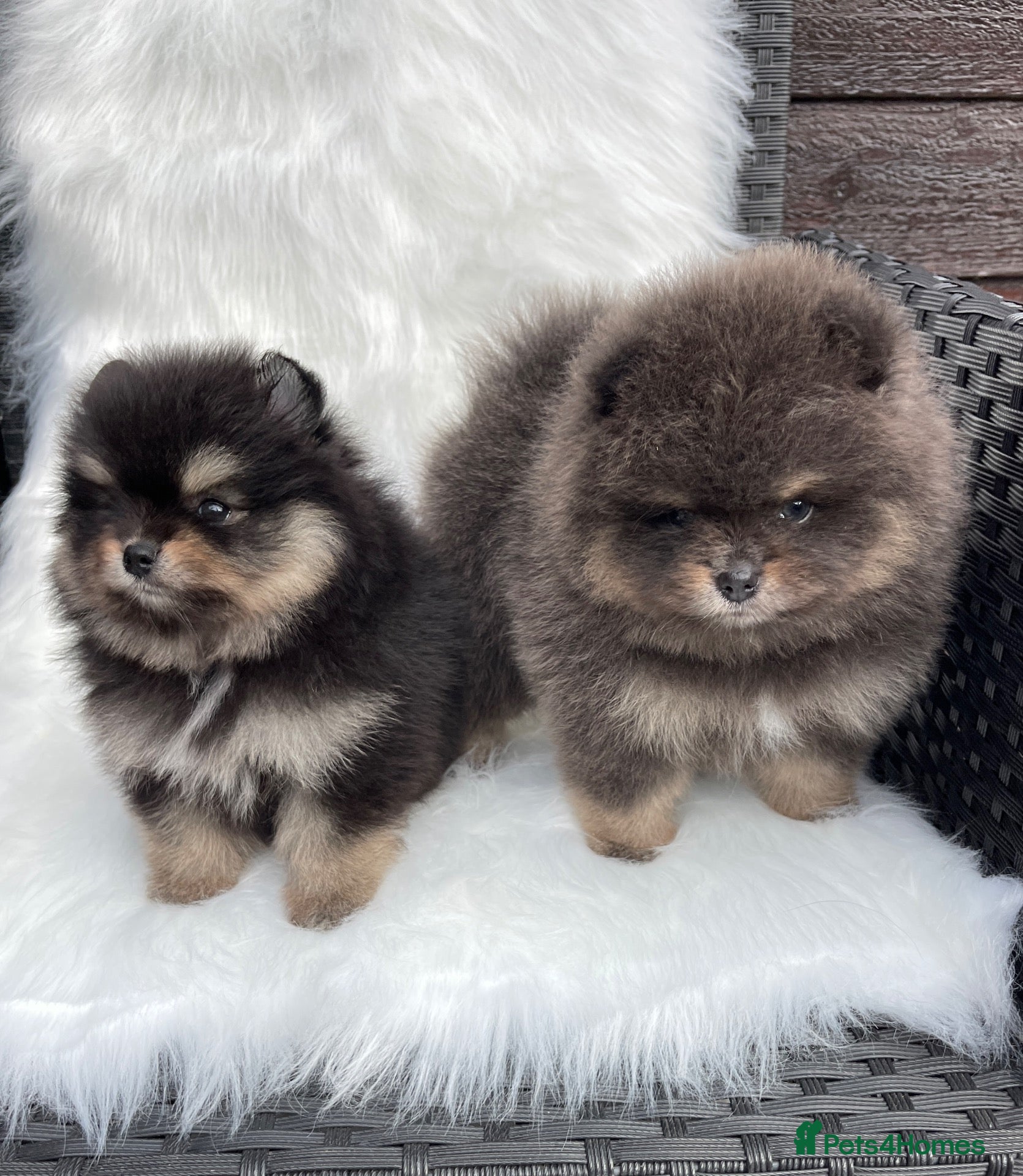 Pomeranian dogs 🐾 RESERVATIONS NOW OPEN 🐾 - Advert 2