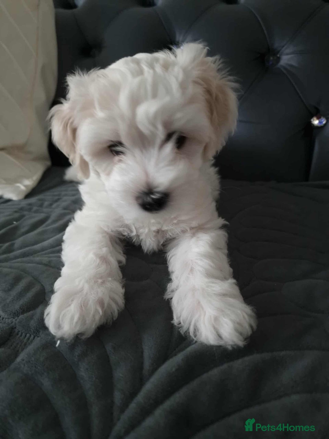 Maltese dogs for sale: 🐩 🏡 Beautiful maltese looking for new home 🏡🐩 - Image 14
