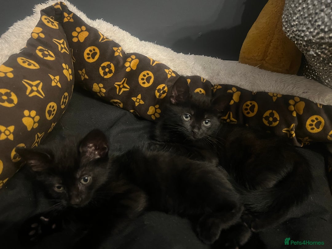 Domestic Shorthair cats for sale: Ready to leave  - Image 2