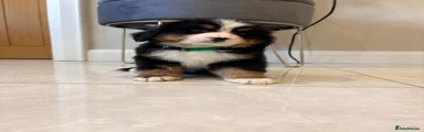 Bernese Mountain Dog Puppy 2
