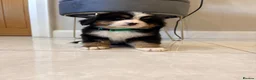 Bernese Mountain Dog dogs for sale: Bernese mountain puppies - Advert 8