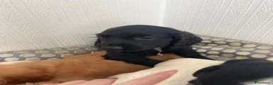 Cocker Spaniel 1