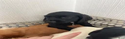 Cocker Spaniel dogs for sale: Adorable show cross cocker spaniel puppies  - Advert 11