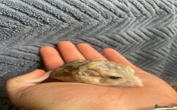 Rat rodents for sale: Duprasi male - Image 1