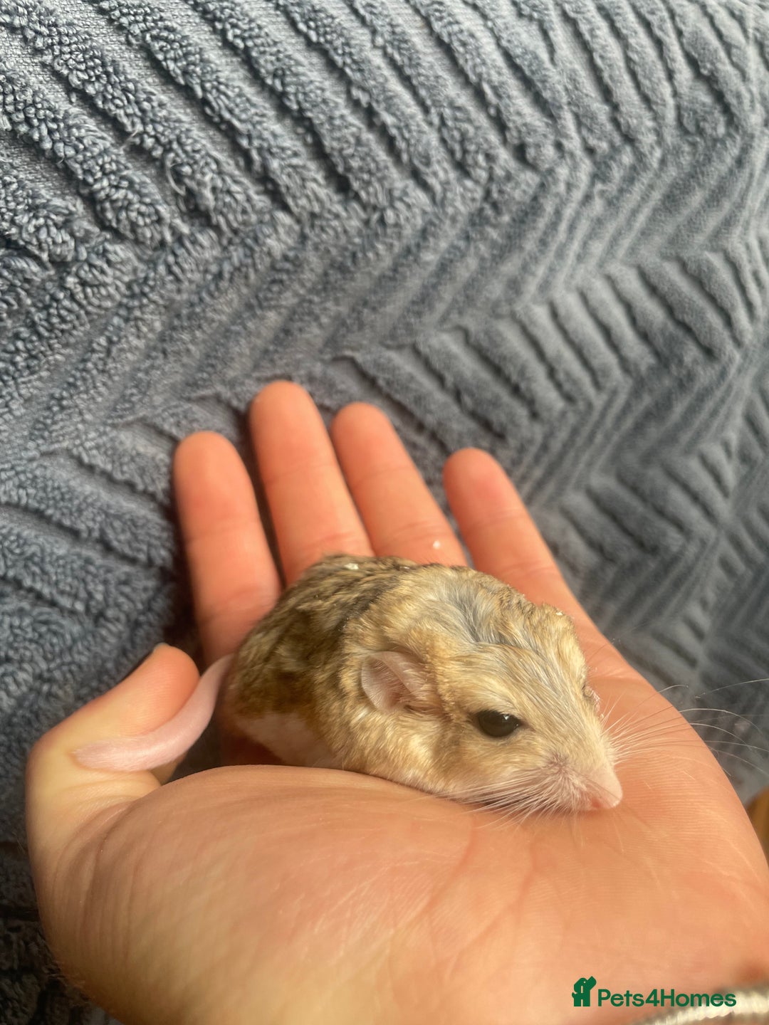 Rat rodents for sale: Duprasi male - Image 1