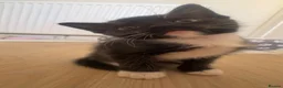 Mixed Breed cats for sale: 4 males and 1 female kittens in Wellington - Advert 5