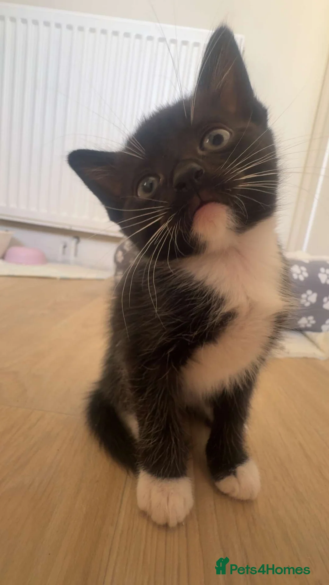 Mixed Breed cats for sale: 4 males and 1 female kittens in Wellington - Advert 5