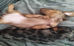 Dachshund dogs for sale: MINIATURE DACHSHUND! - Image 14