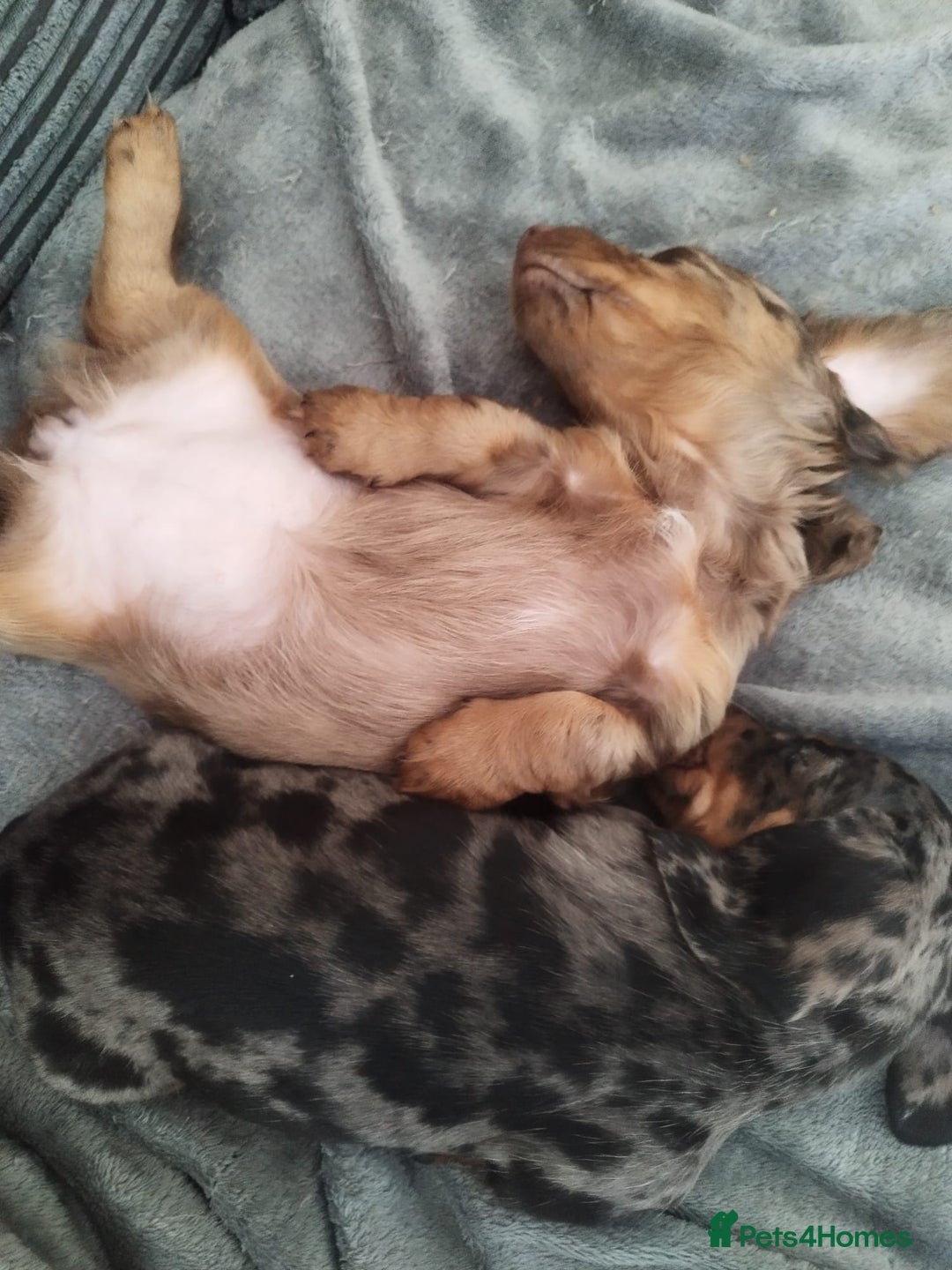 Dachshund dogs for sale: MINIATURE DACHSHUND! - Image 14