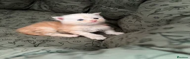 Maine Coon Kitten 5 Oliver RESERVED