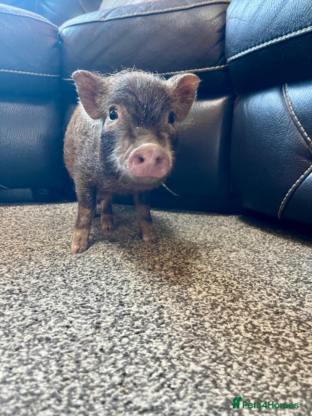 Pig livestock for sale: Real life miniture Richard ham micro pig  - Advert 1