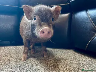 Pig livestock Real life miniture Richard ham micro pig - Advert 21