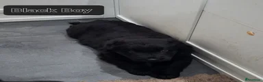 German Shepherd Puppy 3