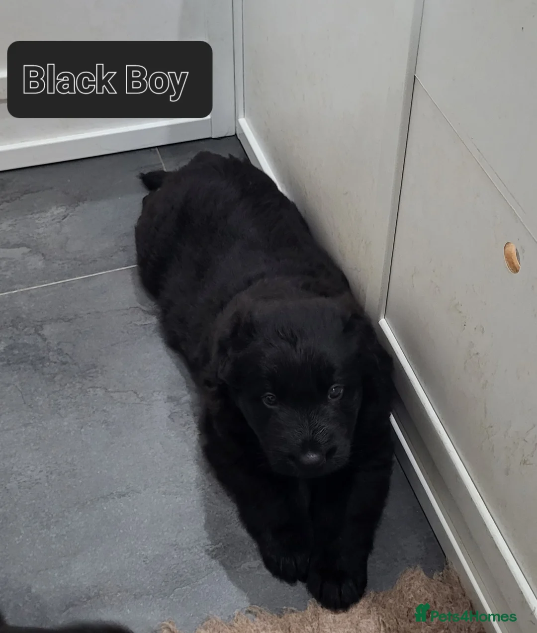 German Shepherd dogs for sale: Stunning GSD Litter - Advert 2