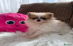 Pomeranian dogs for sale: Only one tiny Pom girl left in Ely - Image 3