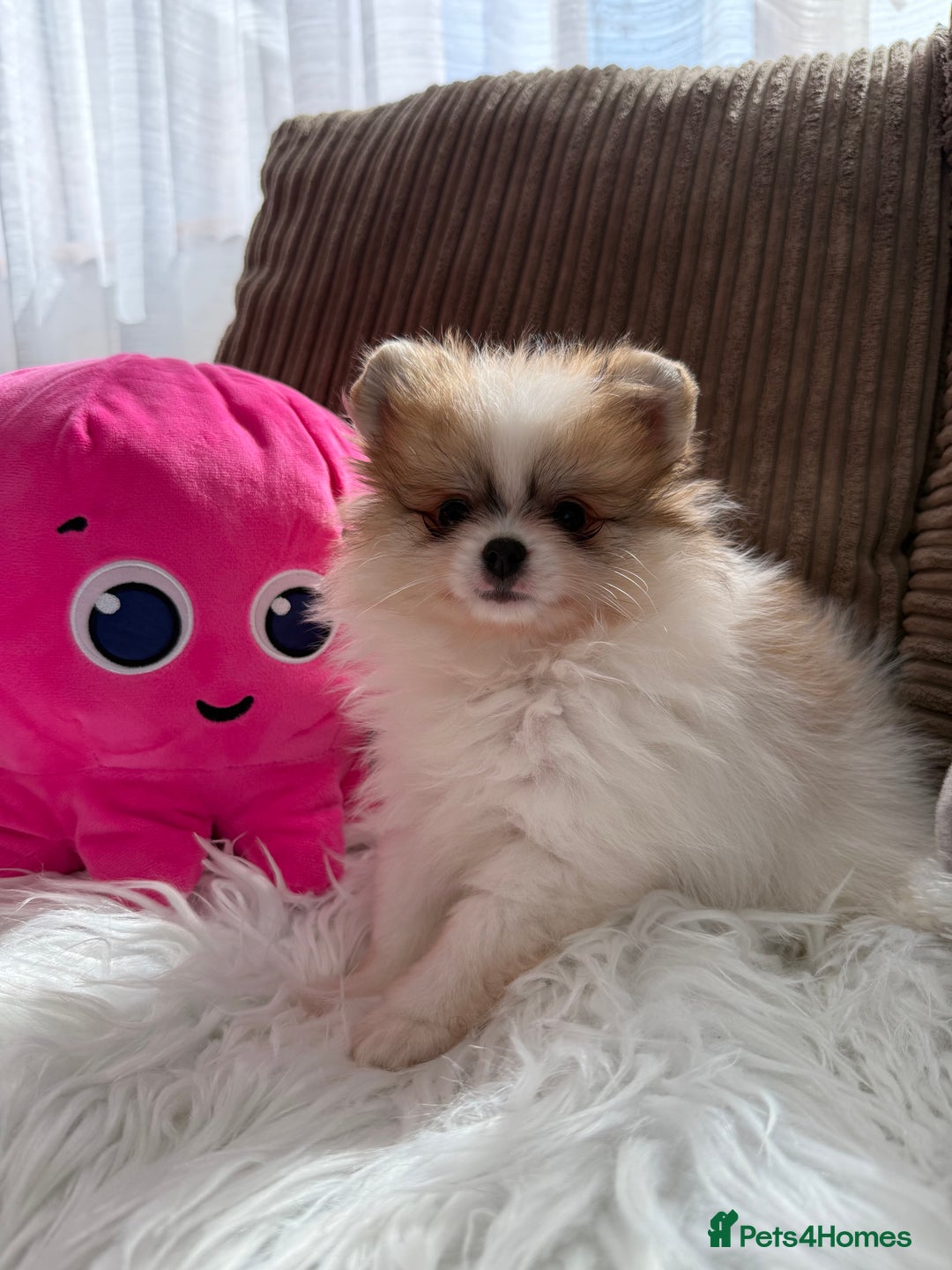 Pomeranian dogs for sale: Only one tiny Pom girl left in Ely - Image 3