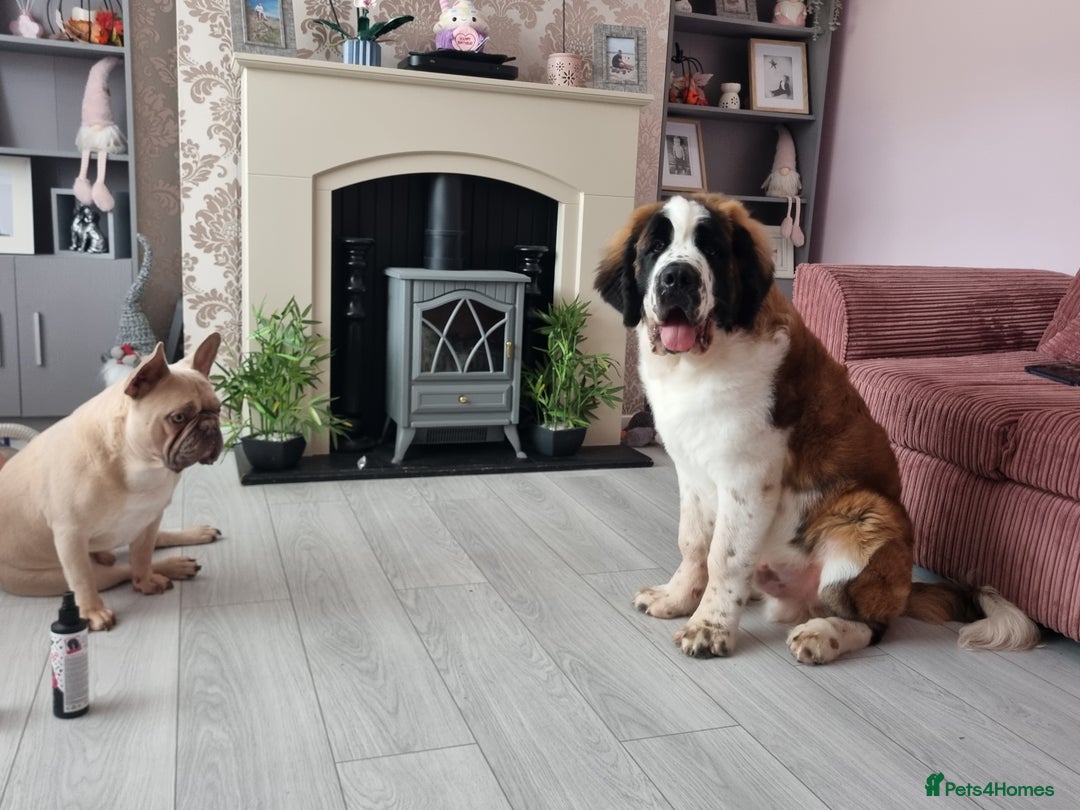 Saint Bernard dogs for sale: Beautiful 10 month old male saint bernard - Image 5