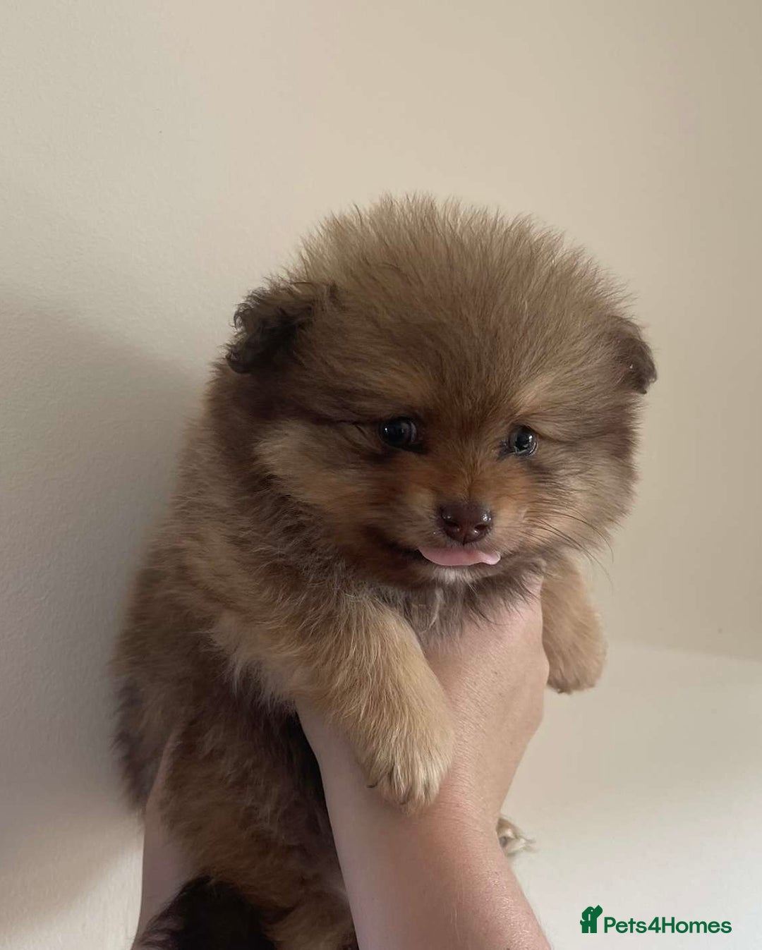 Pomeranian dogs for sale: Chocolate Pomeranian boy  - Image 9