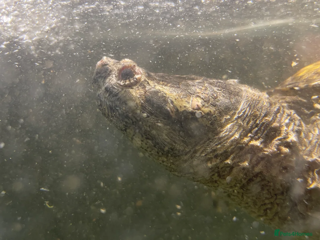 Turtle reptiles for sale: Common Snapping Turtle - Advert 10