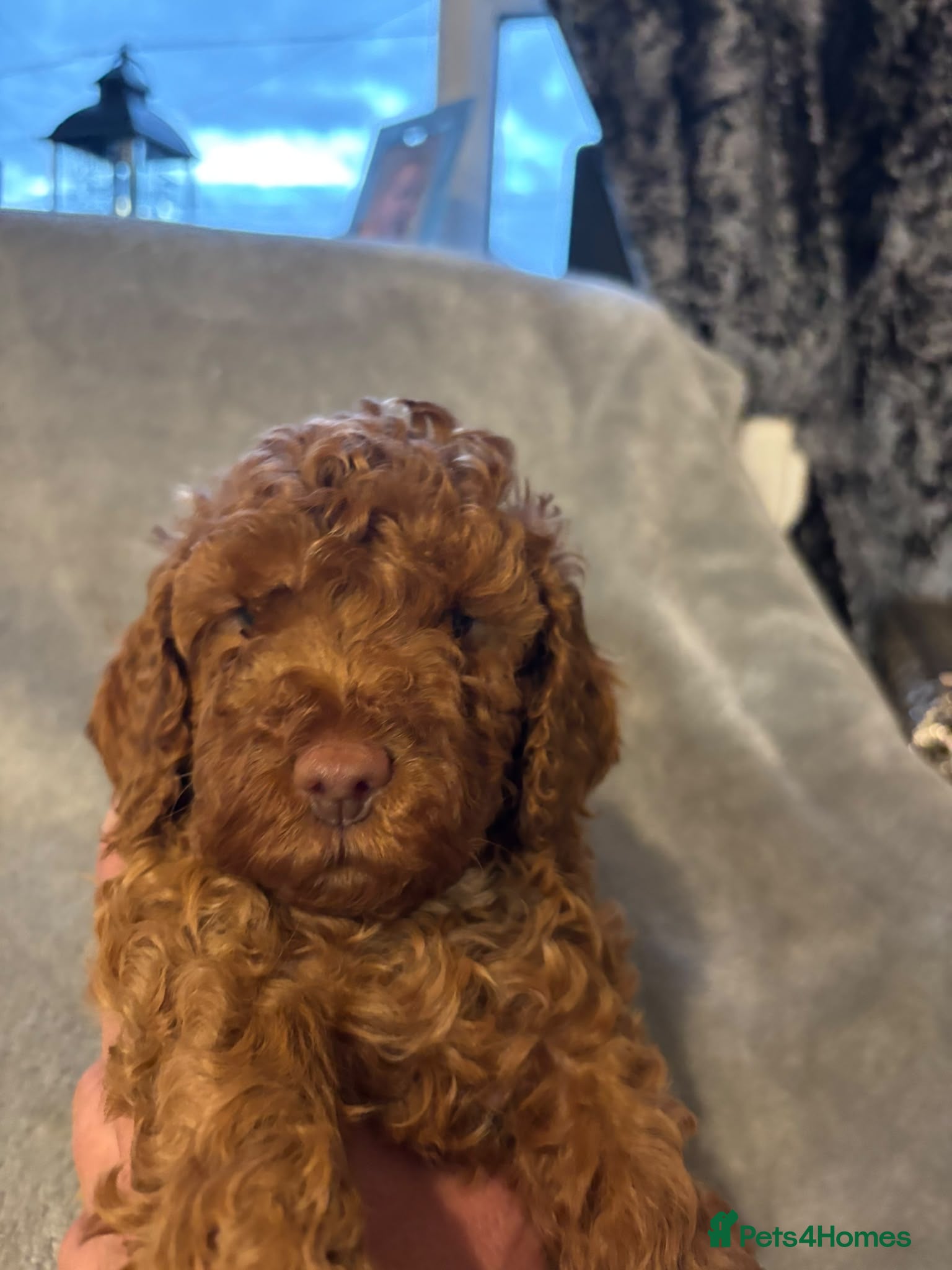 Cavapoo dogs 1 girl 2 boys cavapoos puppies - Advert 11