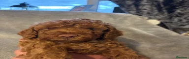 Cavapoo 1