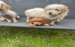 Cavapoo dogs for sale: F1b cavapoo - Image 9