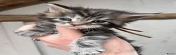 Maine Coon cats for sale: Stunning pedigree Maine coon kittens TICA  - Advert 10