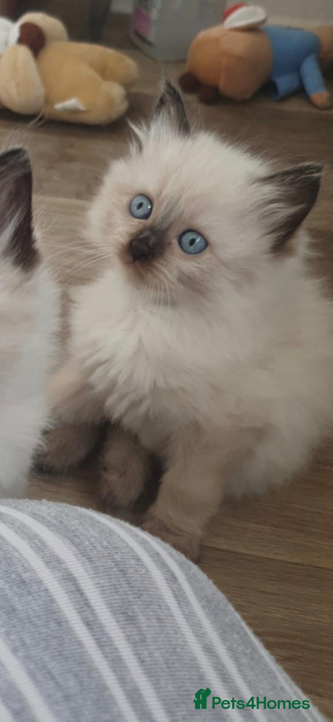 Ragdoll cats for sale: Seal point ragdoll kittens ready 28th December  - Advert 1