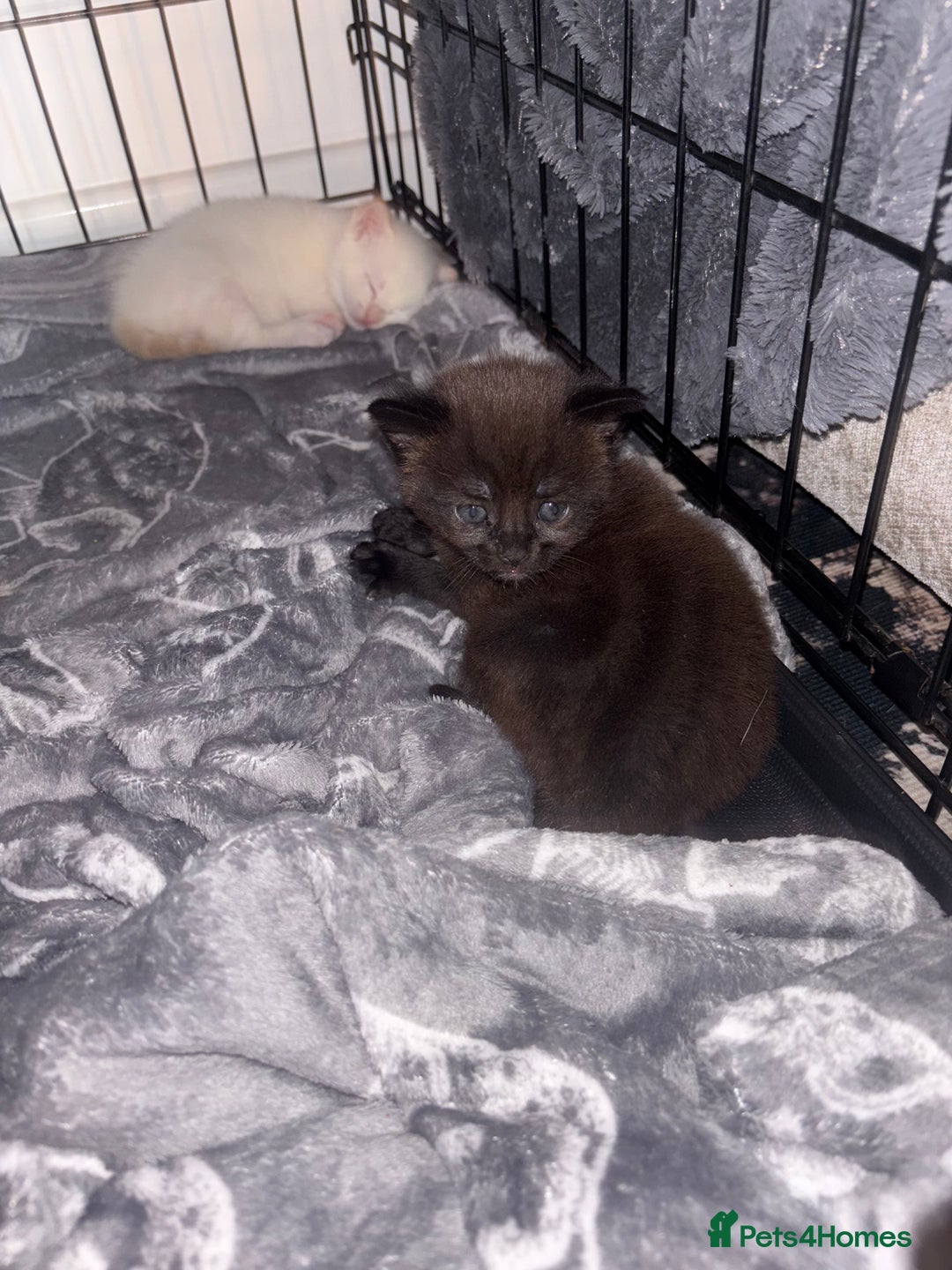 Siamese cats for sale: Our lovely pet cat had 2 beautiful babies  - Advert 5