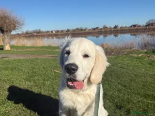 Golden Retriever dogs 5 Month Golden Retriever - Advert 2