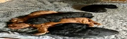 Cockapoo dogs for sale: Stunning glossy black cockapoo boys - Advert 9