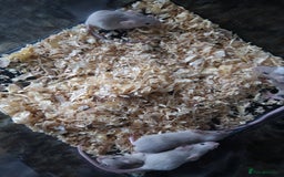 Mouse rodents for sale: Fancy mice babies  in Manchester - Image 3