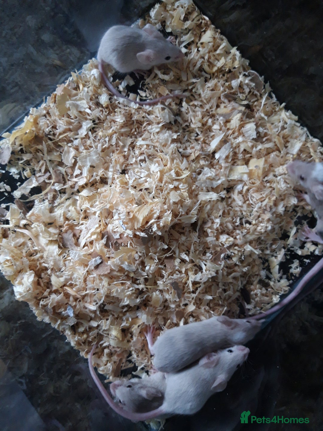 Mouse rodents for sale: Fancy mice babies  in Manchester - Image 3