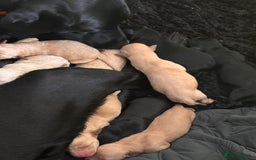 Labrador Retriever dogs for sale: Labrador Pups - Image 2