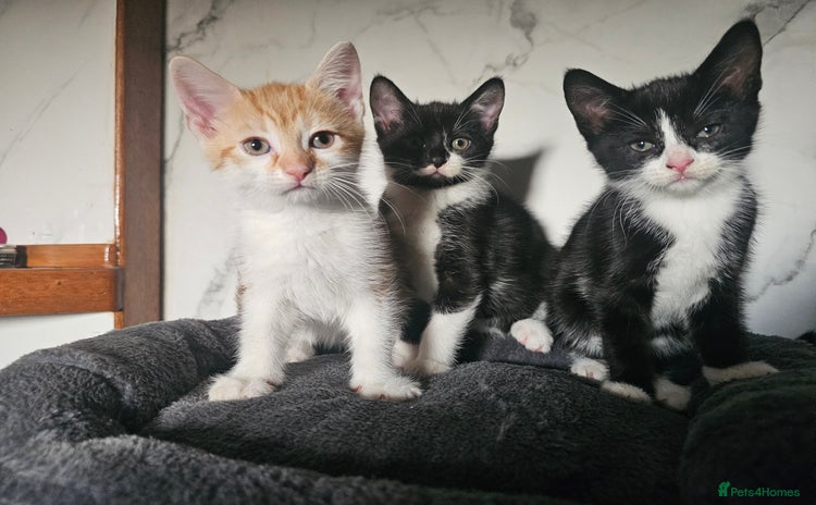 Mixed Breed cats - Advert 15