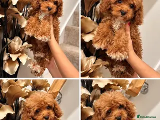 Maltipoo dogs Lovely asian boy maltipoo - Advert 2